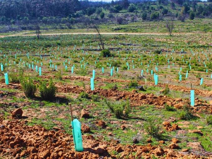 70 mil árboles nativos fueron plantados por Conaf en zona arrasada por el megaincendio en la Reserva Lago Peñuelas de Valparaíso