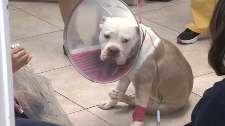 Dog on the road to recovery after being found dumped near busy Deerfield Beach street