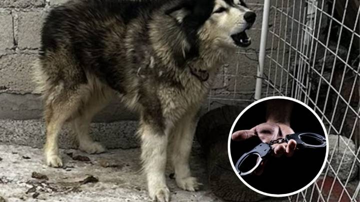 Periodistas rescatan a perro abandonado pero su buena acción podría llevarlos a la cárcel