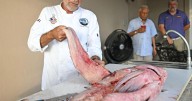 Chefs, fishermen and AI programmers are joining Louisiana's fight against invasive fish