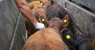 Ya no se vacunará contra la aftosa a las vaquillonas, novillos y novillitos desde la segunda campaña de 2026