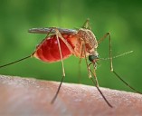 More mosquitoes with West Nile virus found in Oswego County
