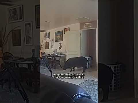 Bodycam Video Shows Wild Boar in Florida Man’s Home