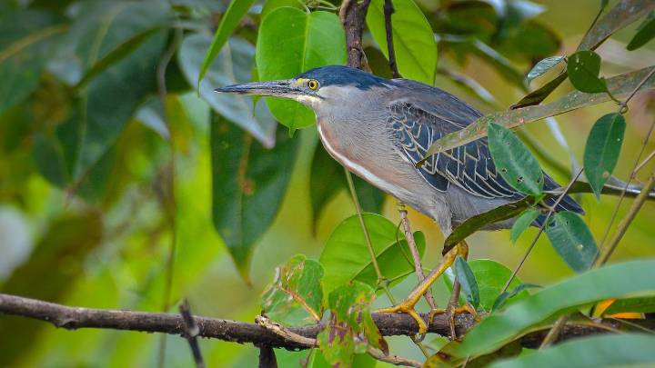 Cali será nuevamente la sucursal de la biodiversidad planetaria: le contamos los detalles