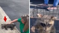 Raccoon Rescued By Nurse Performing CPR, Fermented Peaches to Blame