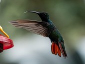 Este lunes comienza la Semana de la Biodiversidad en Cali