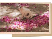 Greetings from American University of Beirut, where more than 1,000 cats roam