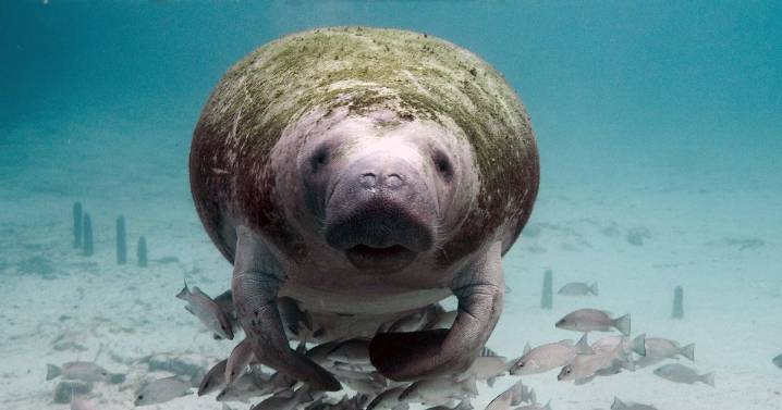Manatee spotted in Monmouth County 'has not required direct intervention'