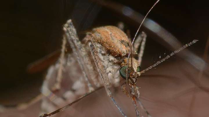 Extremadura confirma dos nuevos casos de fiebre del Nilo Occidental y refuerza la vigilancia sanitaria