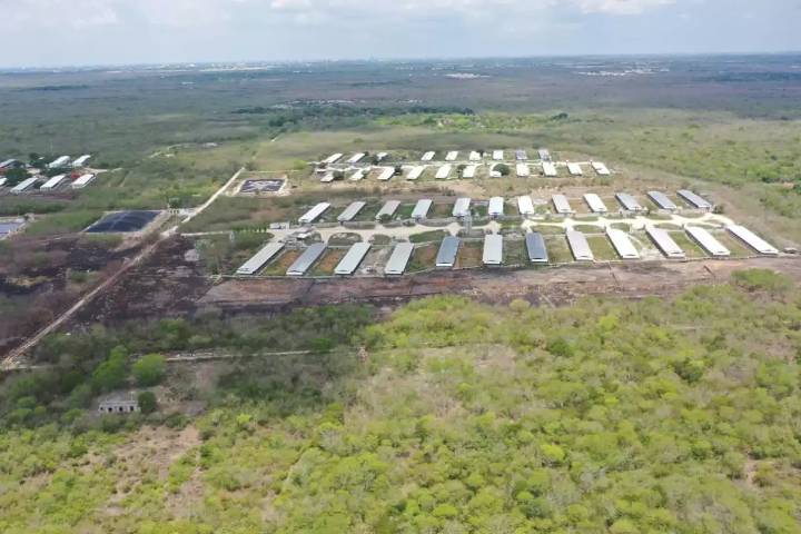 Expondrán ante la Profepa pruebas de daños ambientales por granjas porcícolas en Yucatán