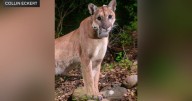 Mountain lion F390 struck and killed by car on Orange County highway