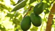 Cuál es el mejor momento del año para cultivar un árbol de palta, según expertos en jardinería