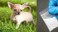 El caso de un chihuahua que se desmayó tras ingerir cocaína: así fue como los veterinarios lo salvaron