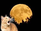 ¿Cuándo y cómo ver la Luna de Cosecha 2025 en México?