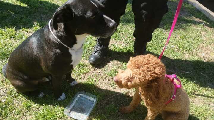 Rescatan a dos perros encerrados en un vehículo y detienen a los dueños