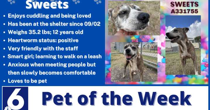 Pet of the Week: Sweets