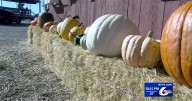 Swore Farms Prepares for 25th Year of Fall Fun