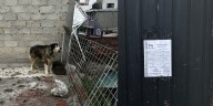 Rescatan a perrito en casa abandonada de Azcapotzalco en la CDMX, llevaba nueva días sin comida