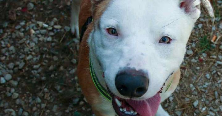 PETS OF THE WEEK: Cheech and Maddie