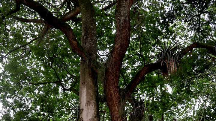 El mágico “abrazo” de dos árboles centenarios en el Parque de la Hormiga, en Cali