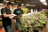 Texas amplía su programa de cannabis medicinal con una reforma histórica