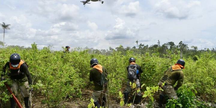 Consejo de Estado tumbó dos resoluciones clave sobre pagos por erradicación de cultivos ilícitos en Catatumbo: esta fue la razón