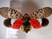 Una extraña plaga invadió Washington: había tantos insectos que los radares atmosféricos los confundieron con un fenómeno climático