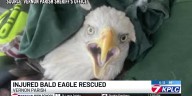Deputies rescue injured bald eagle