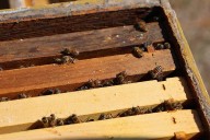 Oregon Crowned the Most Bee-Friendly State in America With Top Conservation Score