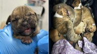 Police Officers Shocked As Man Surrenders 8 Puppies In A Bucket In New Jersey