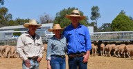 Will and Ange MacAlpines' detailed Merino operation at The Marra