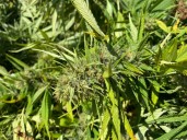 Kentucky Congressmen ask House leadership to leave hemp ‘loophole’ open