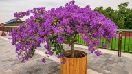Qué son realmente las partes coloridas de la buganvilla y por qué no son flores