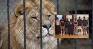 Rescatan a persona secuestrada y hallan a 4 leones en un rancho de Puerta Grande