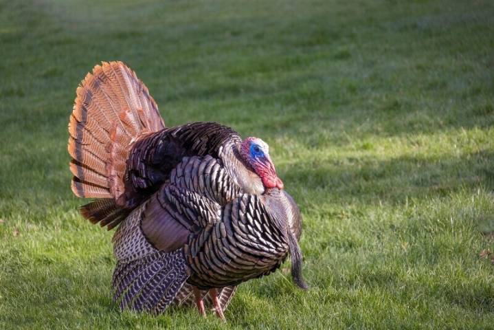 2025 Deer, Fall Turkey Archery Hunting Seasons Open September 27