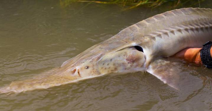 Endangered pallid sturgeon successfully spawn in Missouri River