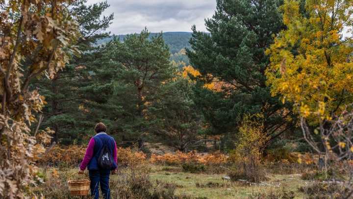 Castilla y León prevé contar con seis parques micológicos a finales de año