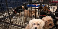 MSPCA rescues 27 dogs from commercial breeding facilities