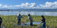 Retiran 150 toneladas de lirio del Lago de Chapala