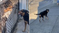 Arizona Man Moves To New York And Finds His Dog’s Twin Living Next Door