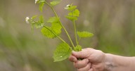 What to know before you try foraging for edible plants and mushrooms in backyards or public spaces