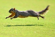 Aggressive squirrel hospitalizes at least two people in California city