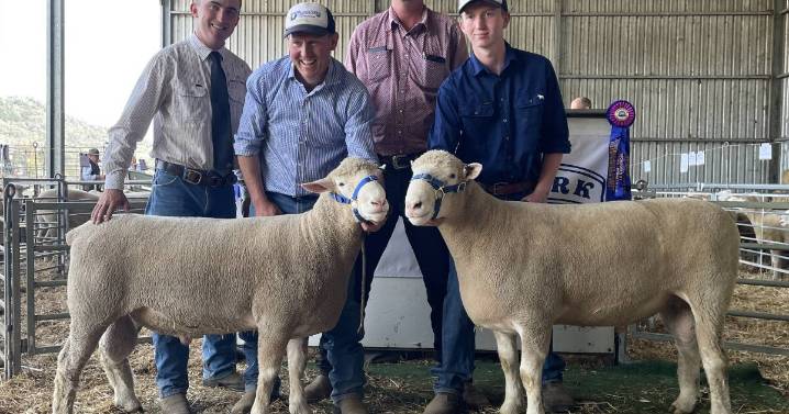 Prime lamb market surge supports 2025 Abelene Park ram sale
