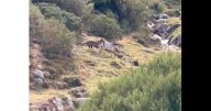 El grito desesperado de un ganadero para salvar a sus cabras del ataque de un lobo