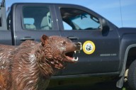 Robo-bear: Montana has robotic bear that teaches residents to be ‘bear aware’