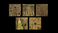 El 'Walking Dead' de los girasoles