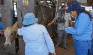 Gobierno del Estado mantiene vigilancia permanente ante detección de Gusano Barrenador en Nuevo León