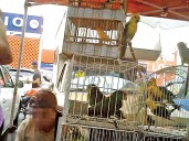 Tráfico de animales exóticos en México: Negocio ilegal… y fructífero