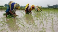 Up to 14-month delay in claim settlement under Fasal Bima: Study