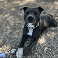 CAPA Pet of the Week: Marie